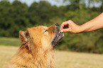 Chow Chow Portrait