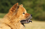 Chow Chow Portrait