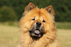 Chow Chow Portrait