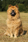 Chow Chow