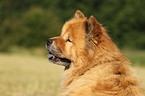 Chow Chow Portrait