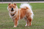 Chow-Chow