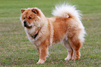 Chow-Chow