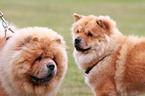 Chow-Chow Portait