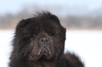 Chow-Chow Portrait