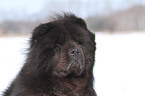 Chow-Chow Portrait