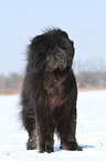 standing Chow-Chow