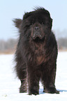 standing Chow-Chow