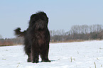 standing Chow-Chow