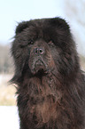 Chow-Chow Portrait