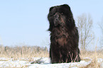 sitting Chow-Chow