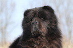 Chow-Chow Portrait