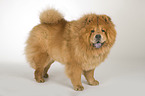 standing Chow-Chow