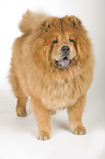 standing Chow-Chow