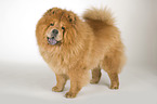 standing Chow-Chow