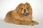 lying Chow-Chow