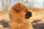 Chow Chow Puppy in autumn