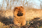 Chow Chow Puppy in autumn