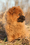 Chow Chow Puppy in autumn