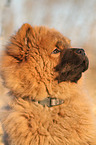 Chow Chow Puppy in autumn