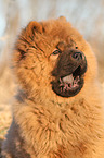 Chow Chow Puppy in autumn