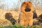 Chow Chow Puppy in autumn