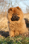 Chow Chow Puppy in autumn