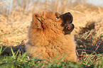 Chow Chow Puppy in autumn