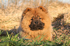 Chow Chow Puppy in autumn