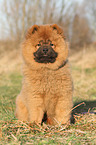 Chow Chow Puppy in autumn