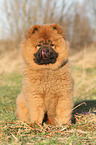 Chow Chow Puppy in autumn