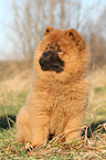 Chow Chow Puppy in autumn