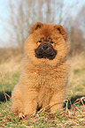 Chow Chow Puppy in autumn