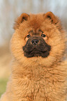 Chow Chow Puppy in autumn