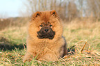 Chow Chow Puppy in autumn