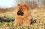 Chow Chow Puppy in autumn