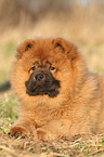 Chow Chow Puppy in autumn