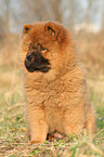 Chow Chow Puppy in autumn