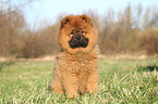 Chow Chow Puppy in autumn