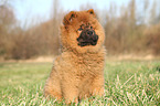 Chow Chow Puppy in autumn