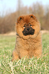 Chow Chow Puppy in autumn