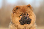 Chow Chow Puppy in autumn