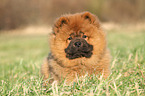 Chow Chow Puppy in autumn