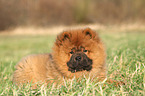 Chow Chow Puppy in autumn