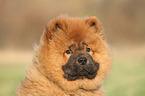 Chow Chow Puppy in autumn