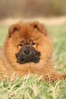 Chow Chow Puppy in autumn