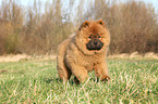 Chow Chow Puppy in autumn