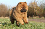 Chow Chow Puppy in autumn