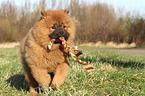 Chow Chow Puppy in autumn