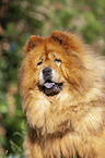 Chow Chow Portrait